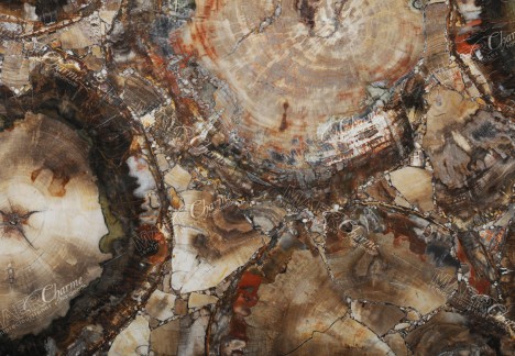 Petrified Wood Brown - Detail