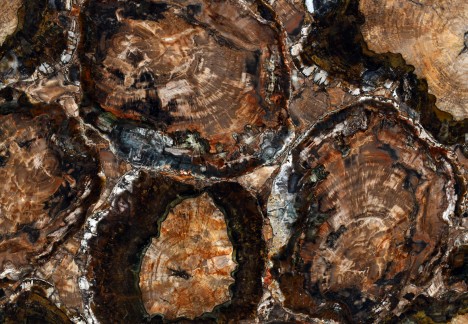 Petrified Wood Multicolour - Detail