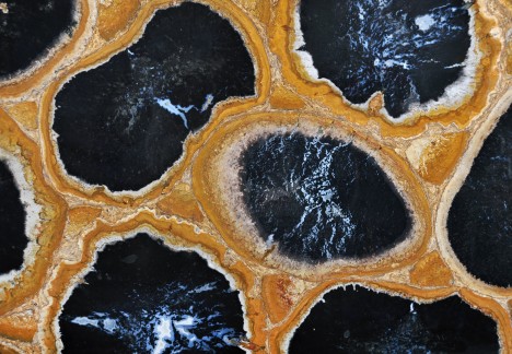 Petrified Wood Palm Root Detail