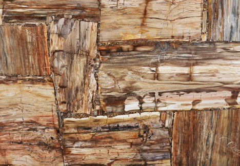 Petrified Wood Multicolor Retro - Detail