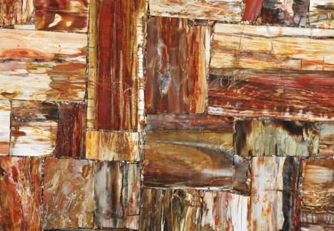 Petrified Wood Red Jurassic - Detail