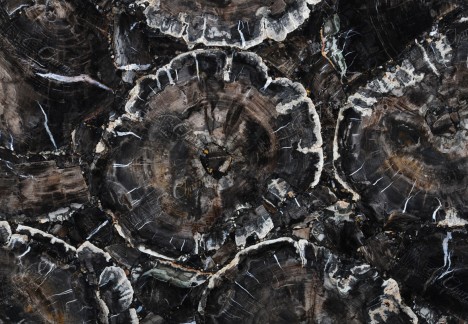Petrified Wood Black - Detail