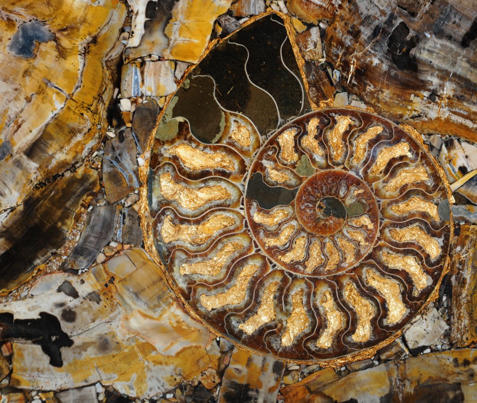 Petrified Wood Brown With Ammonites With Gold
