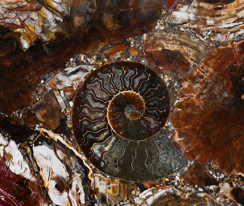 Petrified Wood Red With Ammonites
